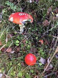 Amanita muscaria image