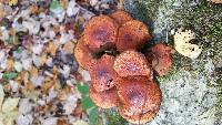 Omphalotus olearius image