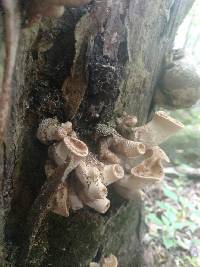 Polyporus squamosus image