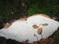 Ganoderma applanatum image