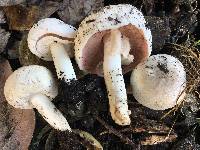 Agaricus californicus image