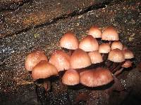 Mycena haematopus image