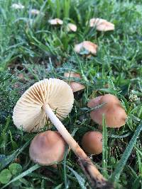 Marasmius oreades image