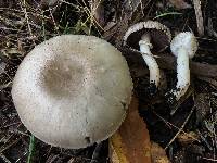 Agaricus californicus image