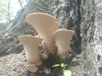 Polyporus squamosus image