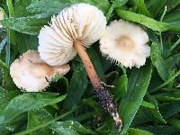 Marasmius oreades image