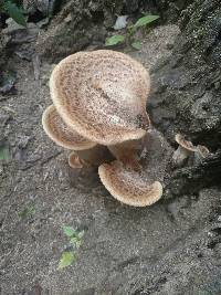 Polyporus squamosus image