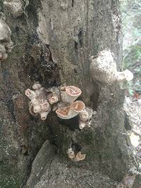 Polyporus squamosus image