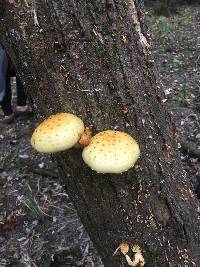 Pholiota aurivella image