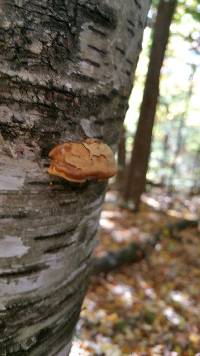 Piptoporus betulinus image