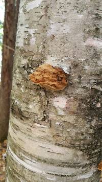 Fomitopsis betulina image