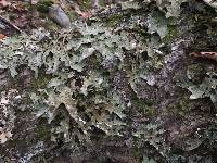 Lobaria pulmonaria image