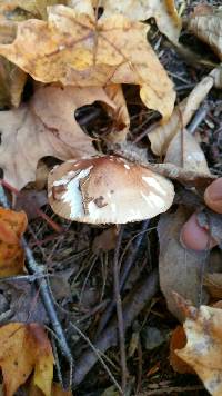 Agaricus campestris image