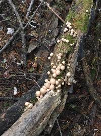 Lycoperdon pyriforme image