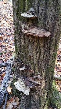 Ganoderma applanatum image