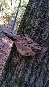 Ganoderma applanatum image