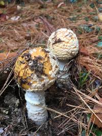 Amanita muscaria var. guessowii image