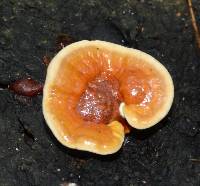 Ganoderma tsugae image