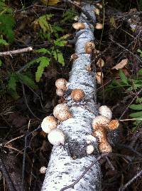 Fomitopsis betulina image