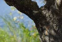 Schizophyllum commune image