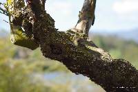 Schizophyllum commune image