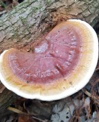 Ganoderma applanatum image