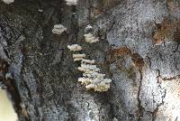 Schizophyllum commune image