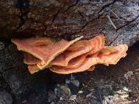 Laetiporus gilbertsonii image