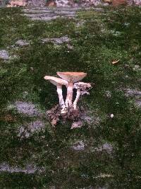 Armillaria mellea image