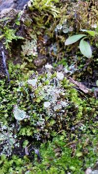 Cladonia chlorophaea image