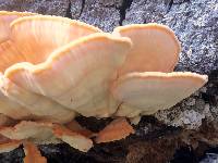 Laetiporus gilbertsonii image