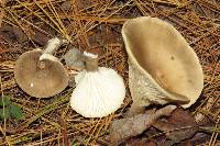 Ampulloclitocybe clavipes image