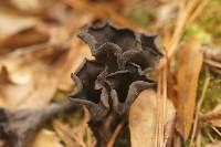 Craterellus fallax image