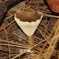 Ampulloclitocybe clavipes image