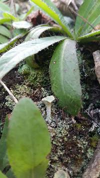 Cladonia chlorophaea image