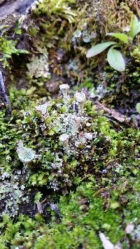 Cladonia chlorophaea image