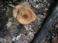 Armillaria mellea image