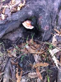 Laetiporus gilbertsonii image