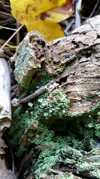 Cladonia fimbriata image