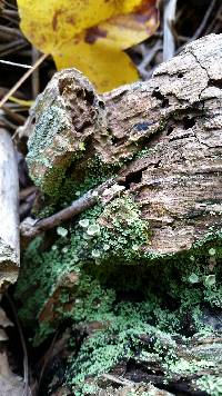 Cladonia fimbriata image