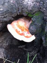 Laetiporus gilbertsonii image