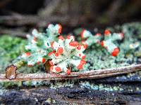 Cladonia cristatella image