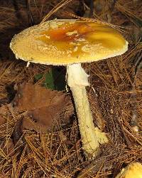 Amanita muscaria var. guessowii image