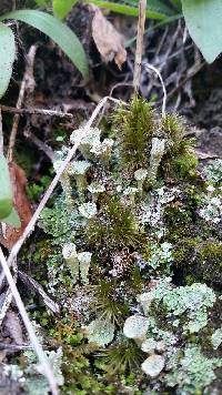 Cladonia chlorophaea image