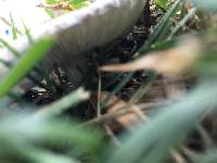 Leucoagaricus barssii image