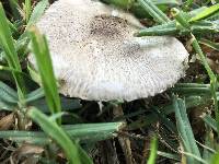 Leucoagaricus barssii image