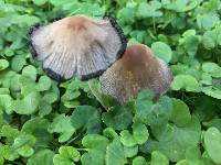 Coprinellus micaceus image