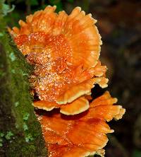 Laetiporus gilbertsonii image