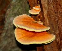 Laetiporus gilbertsonii image