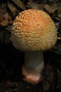 Amanita rubescens image